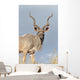 Male Kudu Antelope Wall Mural
