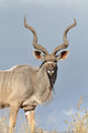 Male Kudu Antelope Wall Mural