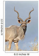 Male Kudu Antelope Wall Mural