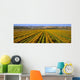 Agriculture - A field of commercially grown Marigold flowers / Lompoc Wall Mural