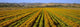 Agriculture - A field of commercially grown Marigold flowers / Lompoc Wall Mural