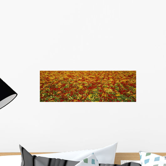 Agriculture - A field of commercially grown Nasturtiums / Lompoc Wall Mural