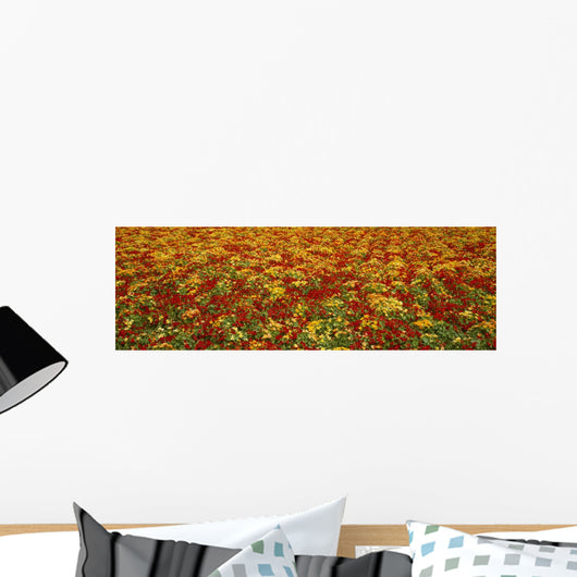 Agriculture - A field of commercially grown Nasturtiums / Lompoc Wall Mural