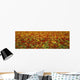 Agriculture - A field of commercially grown Nasturtiums / Lompoc Wall Mural