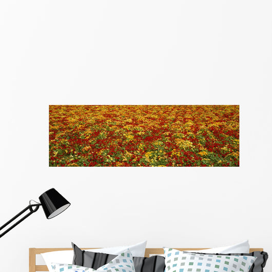 Agriculture - A field of commercially grown Nasturtiums / Lompoc Wall Mural