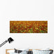 Agriculture - A field of commercially grown Nasturtiums / Lompoc Wall Mural