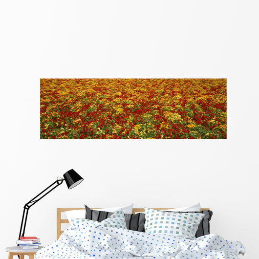 Agriculture - A field of commercially grown Nasturtiums / Lompoc Wall Mural