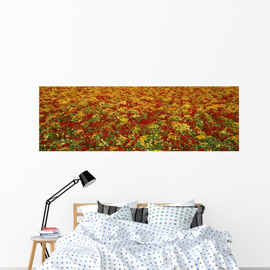 Agriculture - A field of commercially grown Nasturtiums / Lompoc Wall Mural