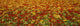 Agriculture - A field of commercially grown Nasturtiums / Lompoc Wall Mural