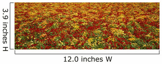 Agriculture - A field of commercially grown Nasturtiums / Lompoc Wall Mural