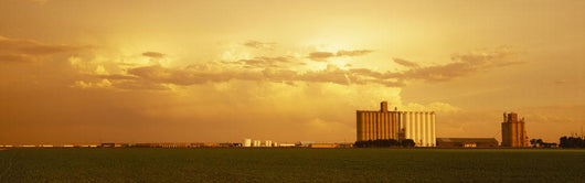 Agriculture - Grain elevators and an early growth corn field Wall Mural