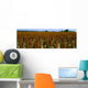 Agriculture - Crop of mid mature grain sorghum Wall Mural