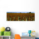 Agriculture - Crop of mid mature grain sorghum Wall Mural