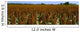 Agriculture - Crop of mid mature grain sorghum Wall Mural