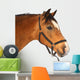 Beautiful brown horse Wall Decal