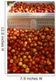 Agriculture - Freshly harvested ripe nectarines Wall Mural