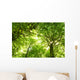 Green Summer Forest