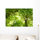 Green Summer Forest