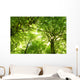 Green Summer Forest