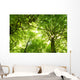 Green Summer Forest