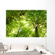 Green Summer Forest