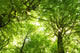Green Summer Forest