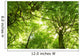 Green Summer Forest