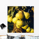 Agriculture - Mature Bartlett pears on the tree Wall Mural