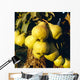 Agriculture - Mature Bartlett pears on the tree Wall Mural