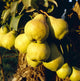 Agriculture - Mature Bartlett pears on the tree Wall Mural