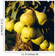 Agriculture - Mature Bartlett pears on the tree Wall Mural