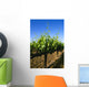 Agriculture - Late spring foliage growth on wine grape vines / Oakdale Wall Mural