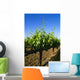 Agriculture - Late spring foliage growth on wine grape vines / Oakdale Wall Mural