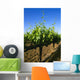 Agriculture - Late spring foliage growth on wine grape vines / Oakdale Wall Mural