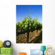 Agriculture - Late spring foliage growth on wine grape vines / Oakdale Wall Mural