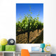Agriculture - Late spring foliage growth on wine grape vines / Oakdale Wall Mural