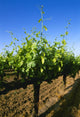 Agriculture - Late spring foliage growth on wine grape vines / Oakdale Wall Mural
