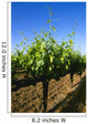 Agriculture - Late spring foliage growth on wine grape vines / Oakdale Wall Mural