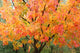 Fall Colors Wall Mural