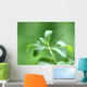 Stevia honey plant Wall Mural