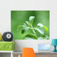Stevia honey plant Wall Mural