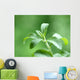 Stevia honey plant Wall Mural