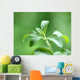 Stevia honey plant Wall Mural