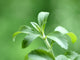 Stevia honey plant Wall Mural