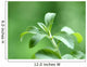 Stevia honey plant Wall Mural