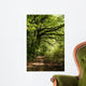 forest path Wall Mural