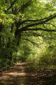 forest path Wall Mural