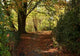Path Wall Decal Design 5