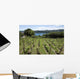 Vineyards Overlooking Lake Maggiore