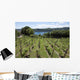 Vineyards Overlooking Lake Maggiore